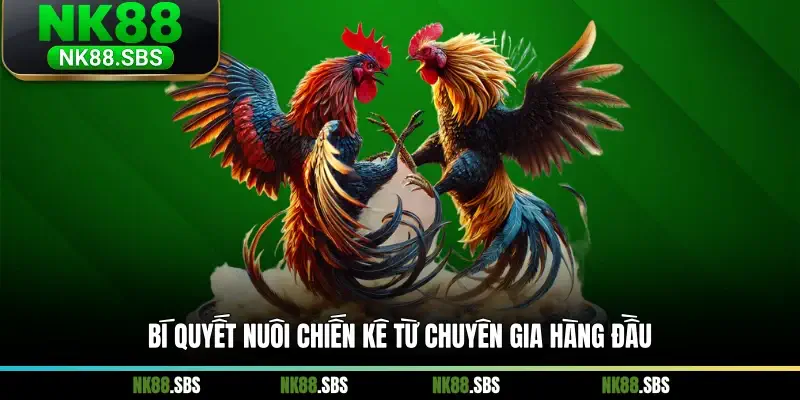 Bí quyết nuôi chiến kê từ chuyên gia hàng đầu Bí quyết nuôi chiến kê từ chuyên gia hàng đầu