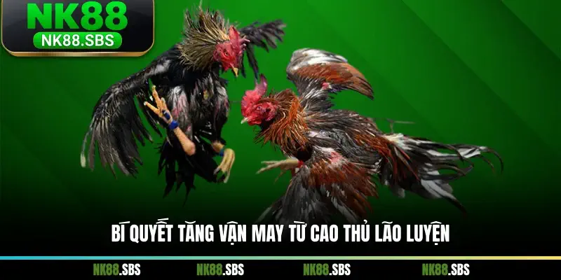 Bí quyết tăng vận may từ cao thủ lão luyện Bí quyết tăng vận may từ cao thủ lão luyện