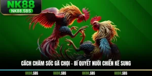 Cách Chăm Sóc Gà Chọi - Bí Quyết Nuôi Chiến Kê Sung