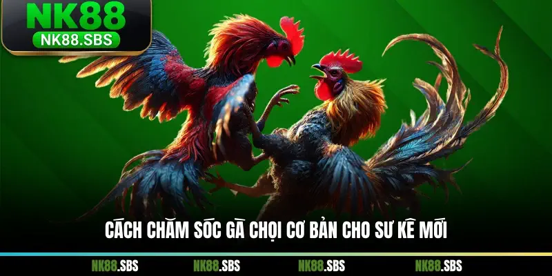 Cách chăm sóc gà chọi cơ bản cho sư kê mới Cách chăm sóc gà chọi cơ bản cho sư kê mới