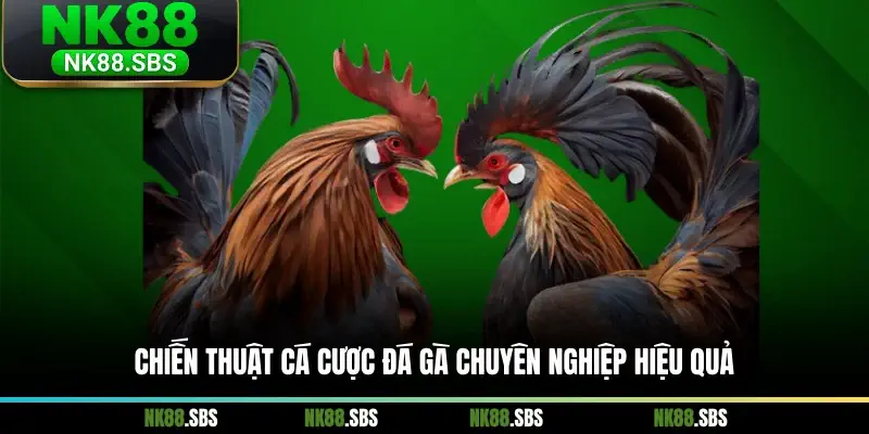 Chiến thuật cá cược đá gà chuyên nghiệp hiệu quả Chiến thuật cá cược đá gà chuyên nghiệp hiệu quả