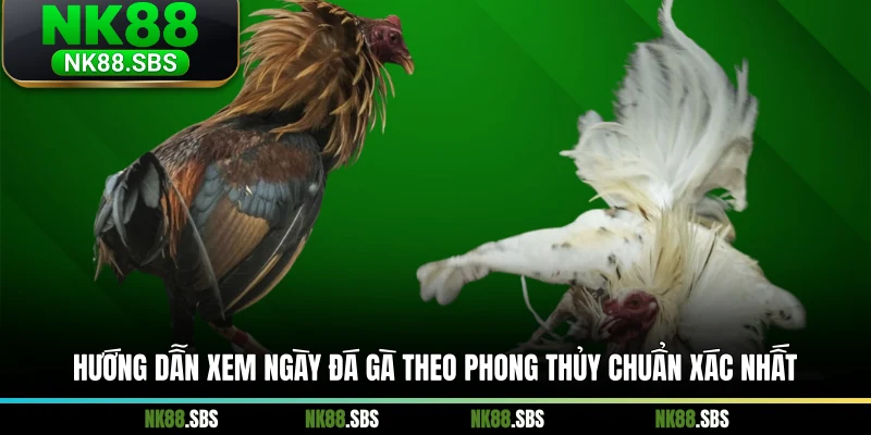 Hướng dẫn xem ngày đá gà theo phong thủy chuẩn xác nhất Hướng dẫn xem ngày đá gà theo phong thủy chuẩn xác nhất